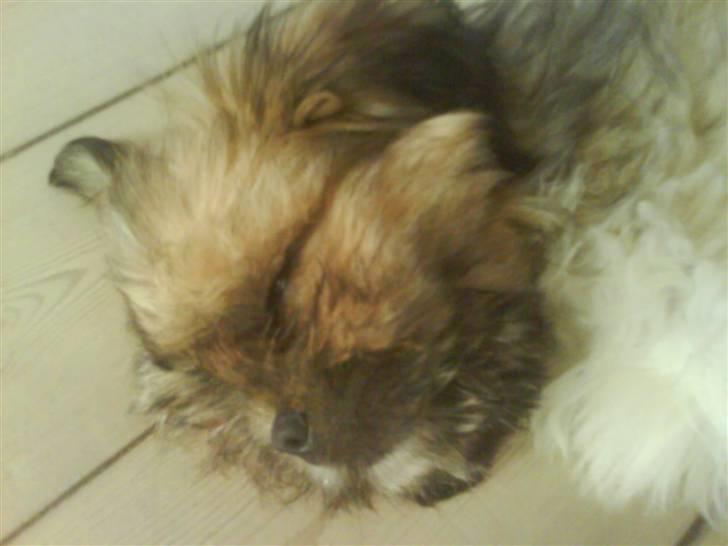 Lhasa apso Magnus billede 11