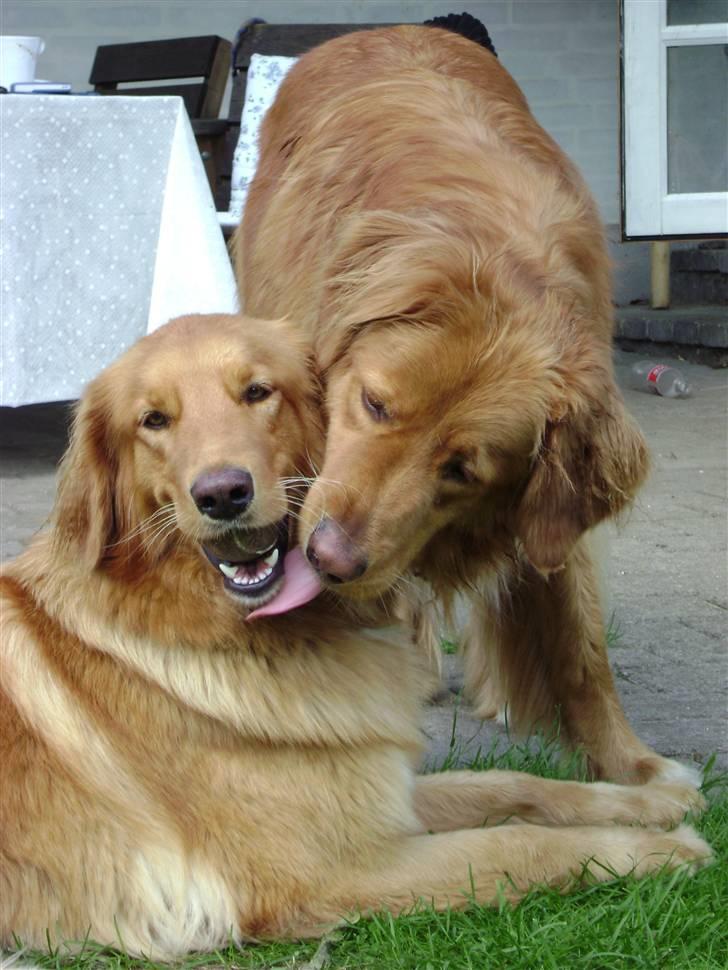 Hovawart Charlie - Giv mig nu den bold, Bertha...... billede 14