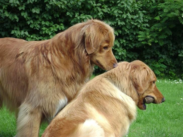 Hovawart Charlie billede 15