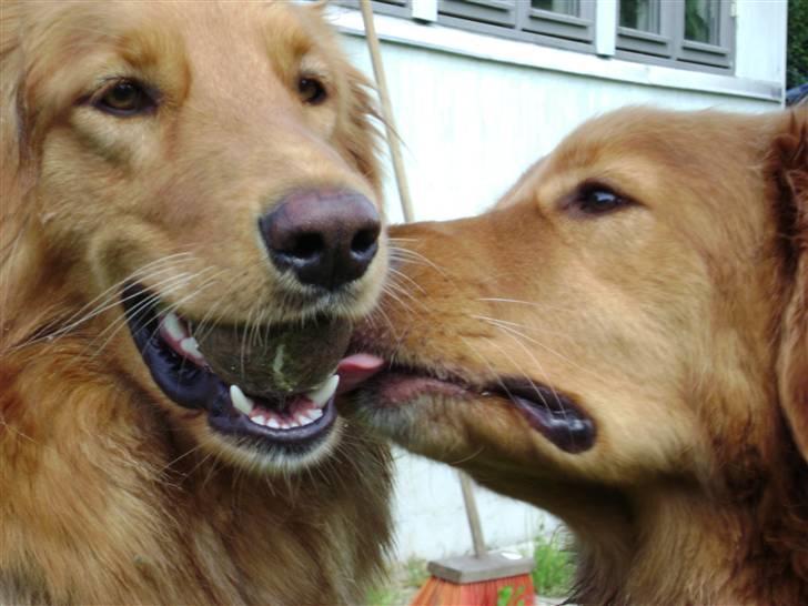 Hovawart Charlie billede 16