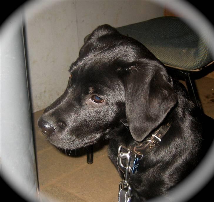 Blanding af racer Labrador/Rottweiler Calle billede 8