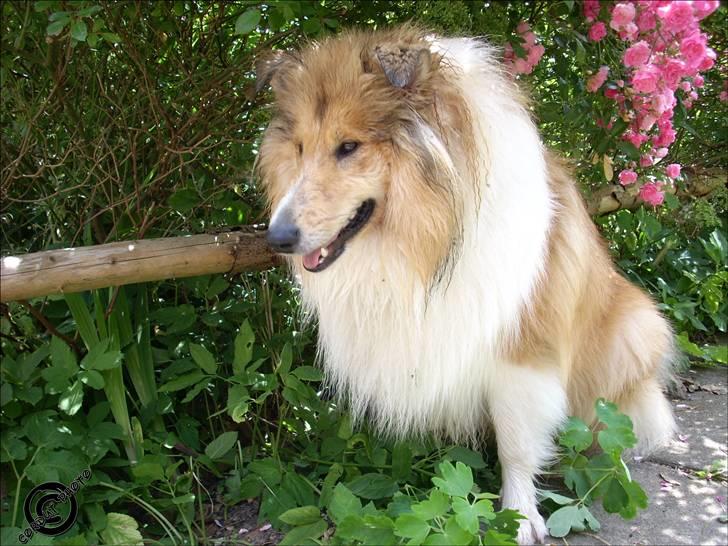 Collie langhåret Dreams of Woodland Always A Lady <3 - Lady efter at ha´ badet :b © billede 1