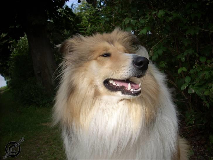 Collie langhåret Dreams of Woodland Always A Lady <3 - Lady ser da kun klog ud © billede 2