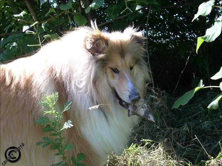 Collie langhåret Dreams of Woodland Always A Lady <3 - excouce moi, det her er mot ben xb © billede 3