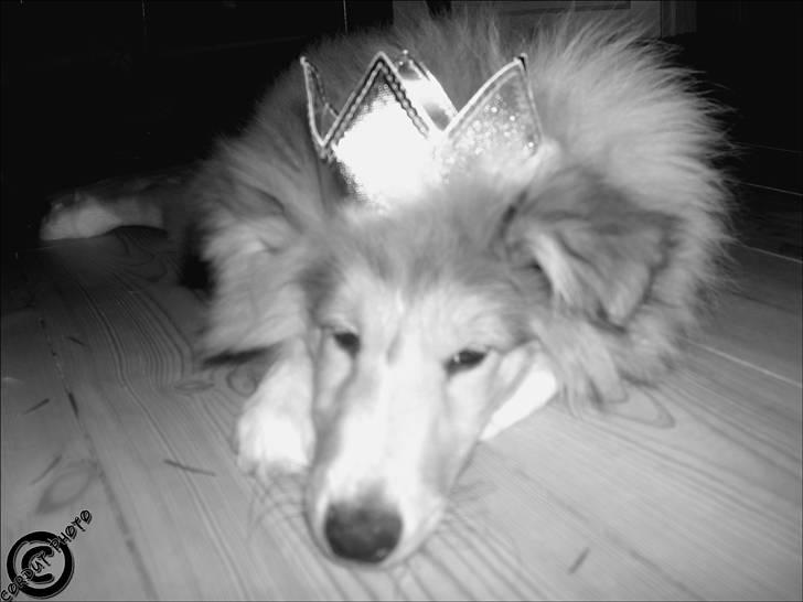 Collie langhåret Dreams of Woodland Always A Lady <3 - Dreams of woodland always a Lady © billede 4