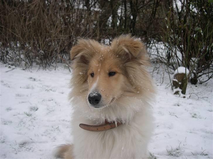 Collie langhåret Dreams of Woodland Always A Lady <3 billede 5