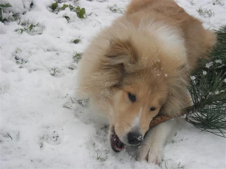 Collie langhåret Dreams of Woodland Always A Lady <3 billede 6