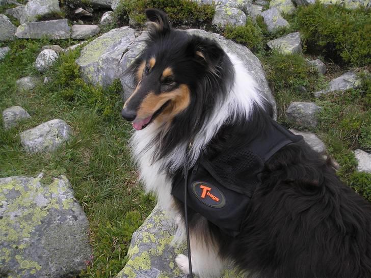 Collie langhåret Lucca   - Lucca på "bjergbestigning" i Norge. Toppen af bjerget lå 2 km over havetsoverflade, så det var en hård tur, men Lucca blev bare ved og ved med at gå. Hun syntes det var rigtig sjovt, og så var der også sådan nogle sjove uldne dyr på 4 ben.... billede 12