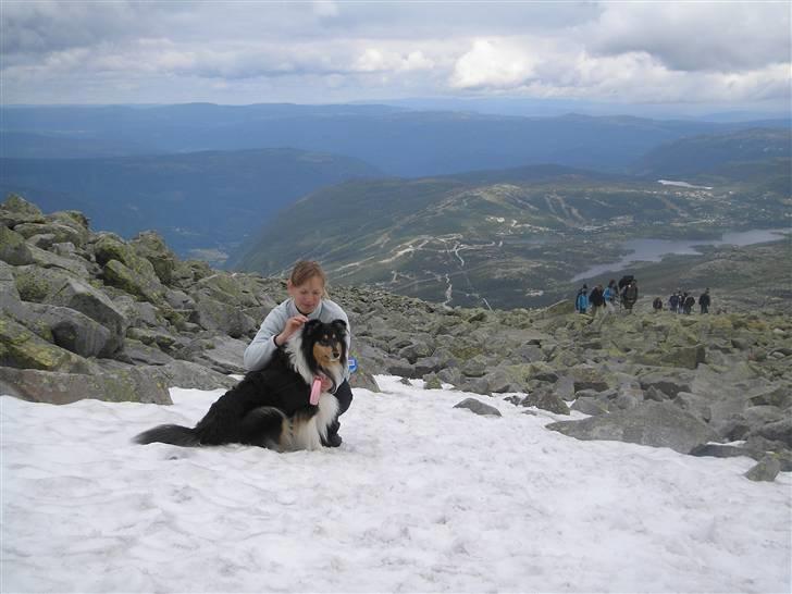 Collie langhåret Lucca   - Mig og Lucca. Vi var så højt oppe at der var sne! (sjovt midt om sommeren) billede 14