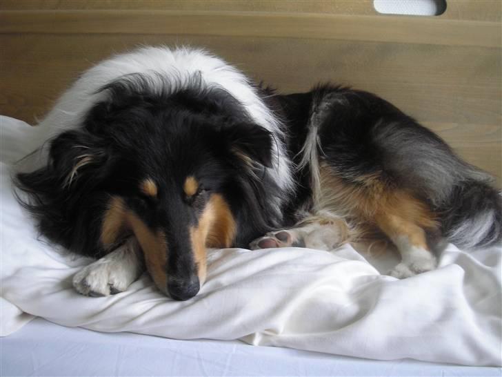 Collie langhåret Lucca   - Lucca er træt efter den hårde tur. billede 15