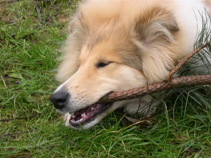 Collie langhåret Dreams of Woodland Always A Lady <3 billede 7