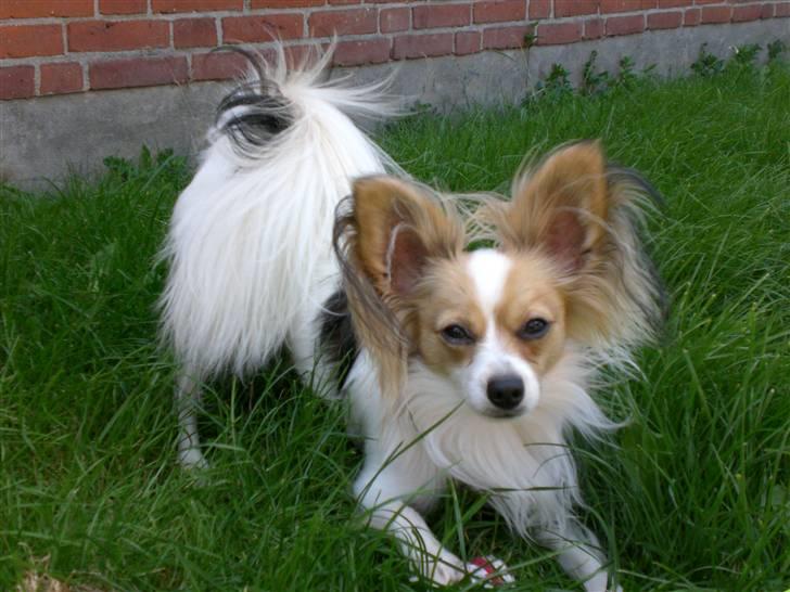 Papillon Balou  - Basse  i haven billede 11