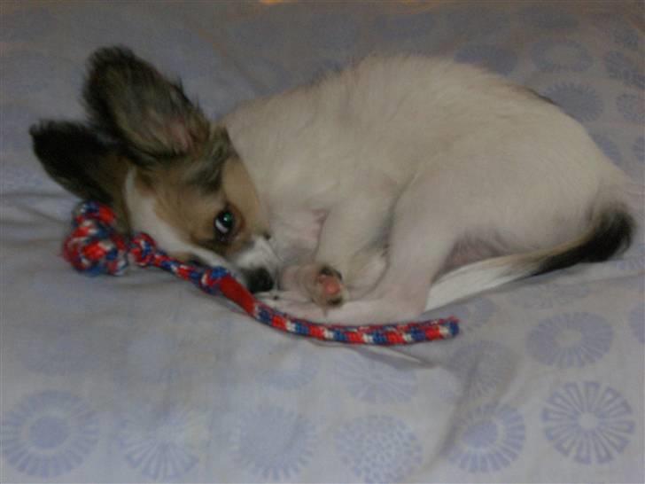 Papillon Balou  - Her er Basse endnu ikke så gammel, ligger på sin pude.... billede 2