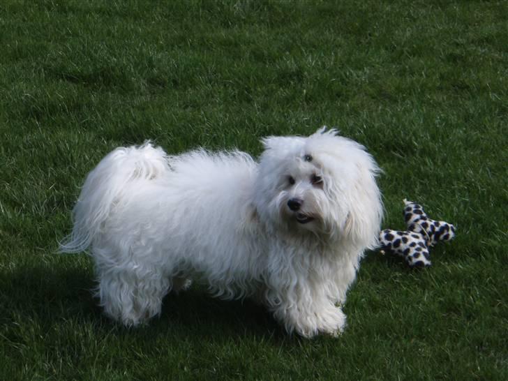 Bichon havanais Bazoo - April 2008 billede 10