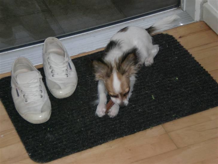 Papillon Balou  - Basse ligger ofte og gnasker på dørmåtten :) billede 7