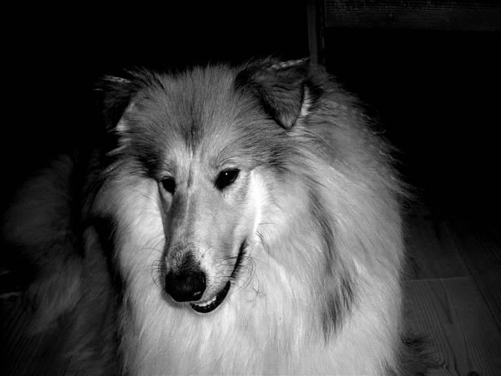 Collie langhåret Dreams of Woodland Always A Lady <3 billede 9