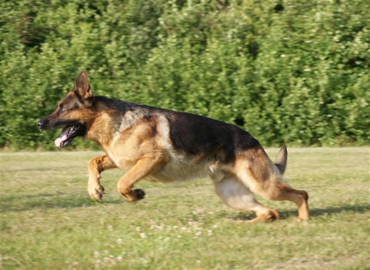 Schæferhund Kenzo - Weee fang pinden! :D billede 10