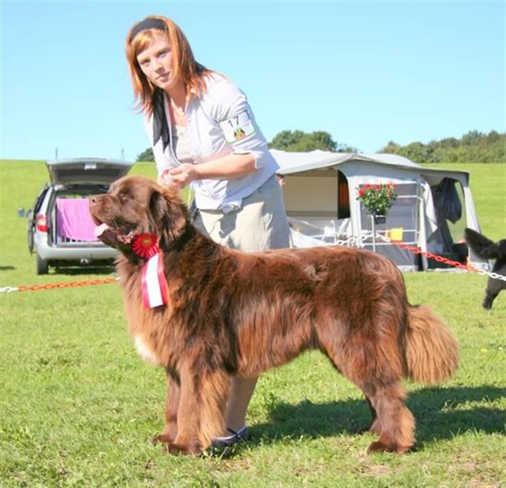 Newfoundlænder Fossy - 16 sep. svendborg 1 v i mellemklasse billede 2