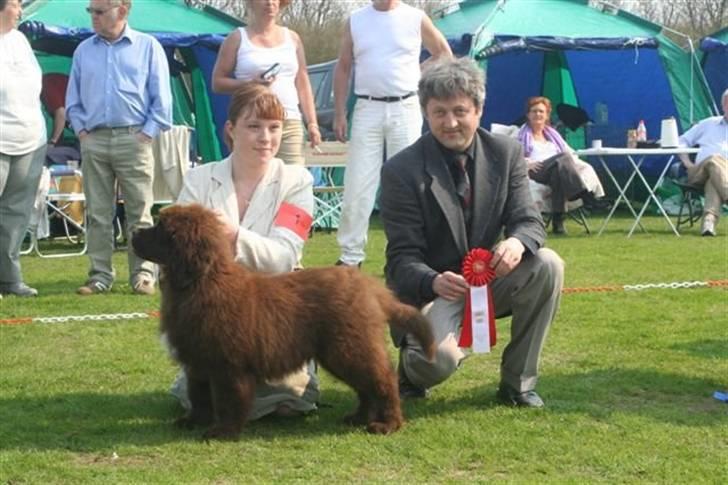 Newfoundlænder Fossy - Er han ikke bare dejlig!! billede 3