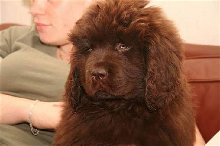 Newfoundlænder Fossy - ´sofa-træning` er bare sagen... billede 4