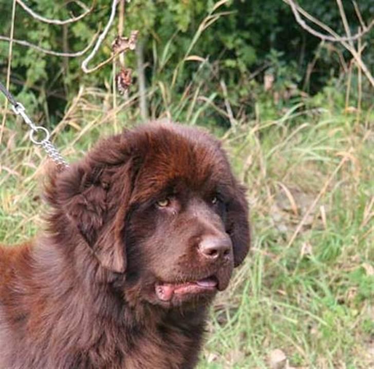 Newfoundlænder Fossy billede 5