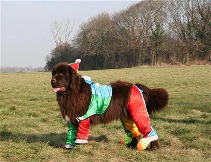 Newfoundlænder Fossy - fastelavn med vennerne billede 6