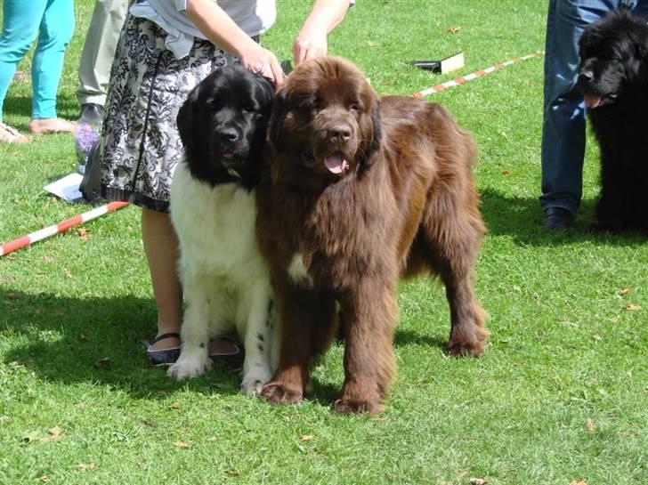 Newfoundlænder Fossy - 8 juli skue. i par klasse med min søster for første gang. hehe billede 7