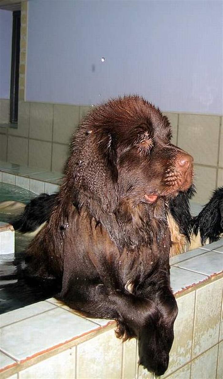 Newfoundlænder Fossy - Det er hård at gå til svømning. billede 8