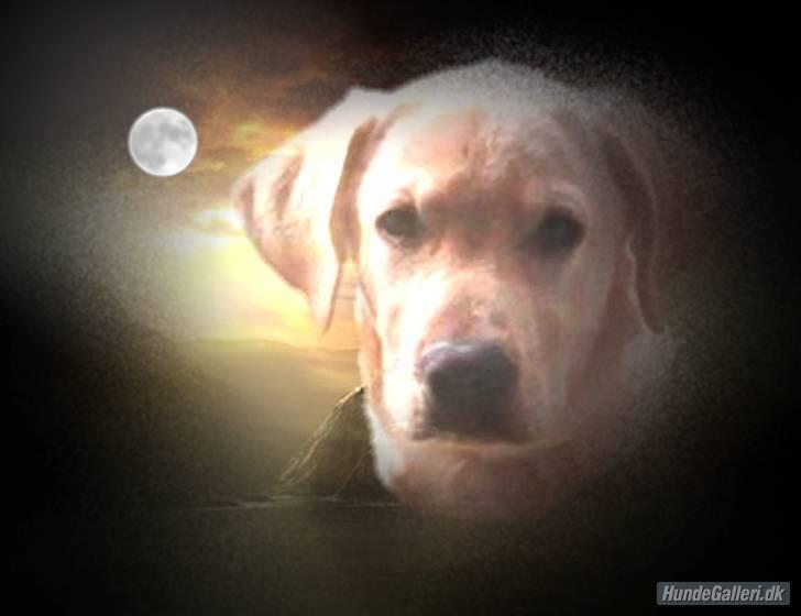 Blanding af racer Mischa - Nyt billede lavet den 28/1-08. billede 1