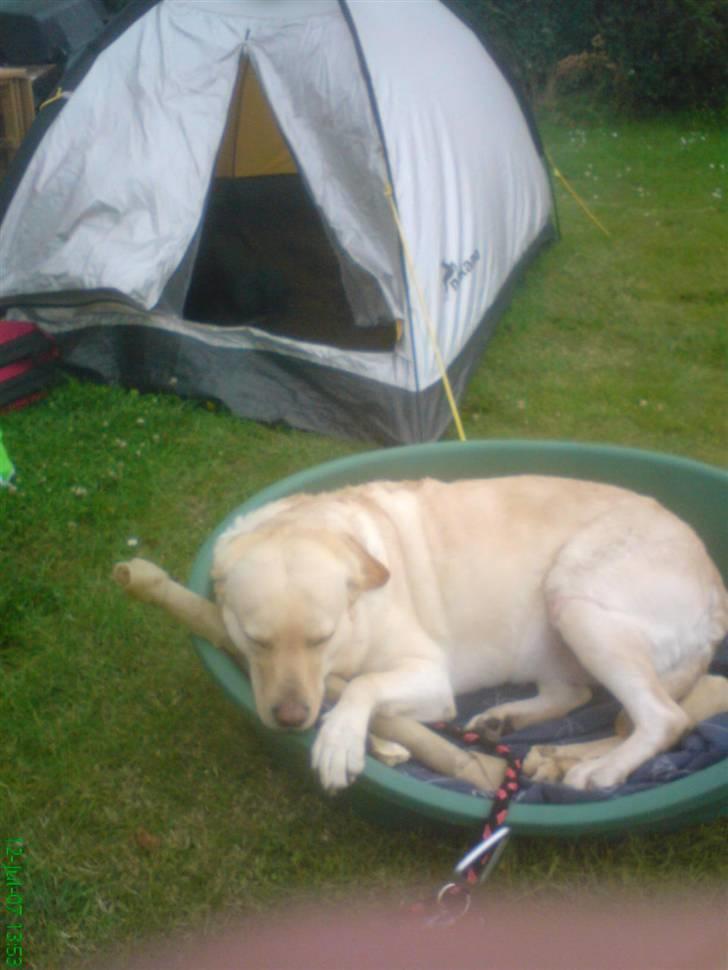 Blanding af racer Mischa - mischa på campingferie.. Smil billede 2