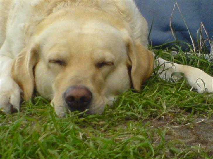 Blanding af racer Mischa - Mischa på Campingferie.2007. Ligger og slikker Solskind..;O)  billede 3