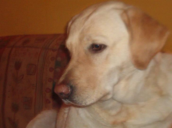 Blanding af racer Mischa - hygger i sofaen billede 4