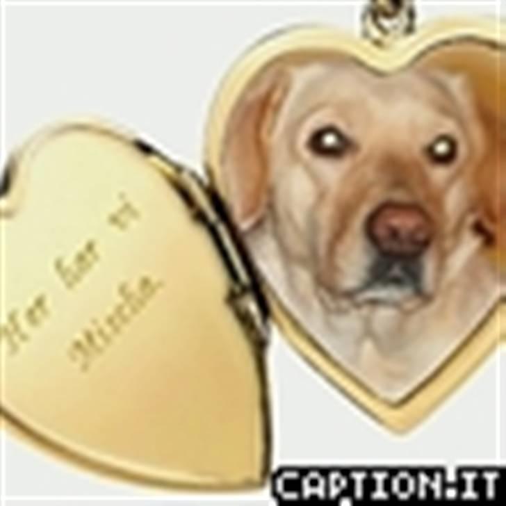 Blanding af racer Mischa - nyt billede af Mischa som "model" hehe fra den 23/1-08. billede 5