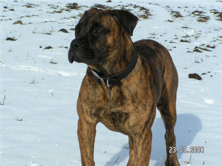 Boerboel BOELSPLAAS AGNES - 9 mdr billede 18