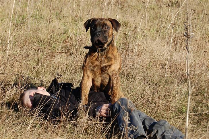 Boerboel BOELSPLAAS AGNES - 6 mdr billede 19