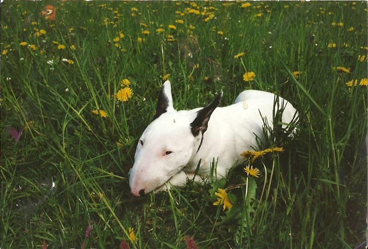 Bullterrier anton R.I.P 08 billede 16