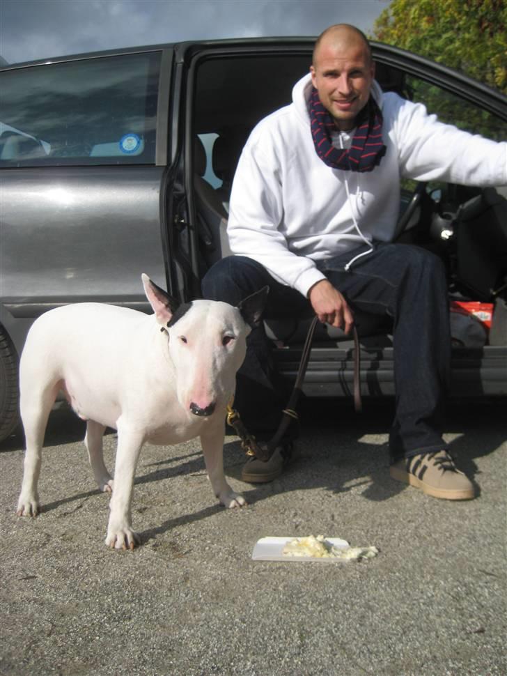 Bullterrier anton R.I.P 08 - så er der en halv time tilbage ... PIV billede 17