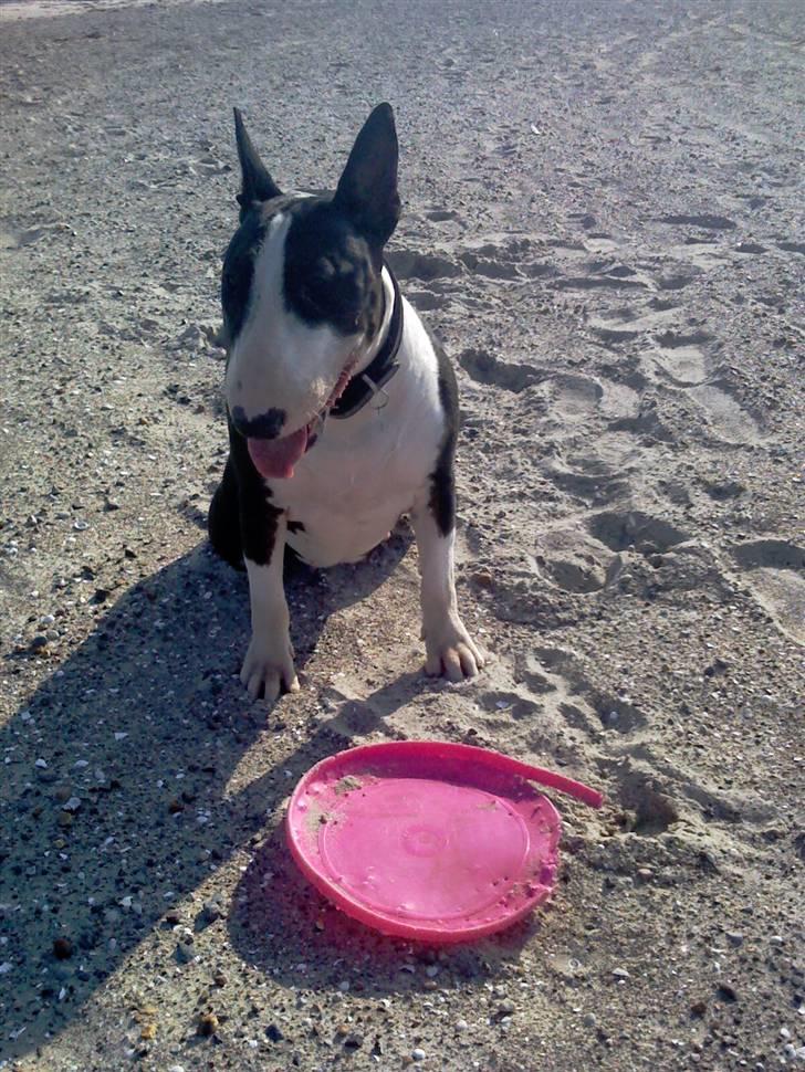 Bullterrier CIRKELINE - Hårdt at være på stranden billede 15