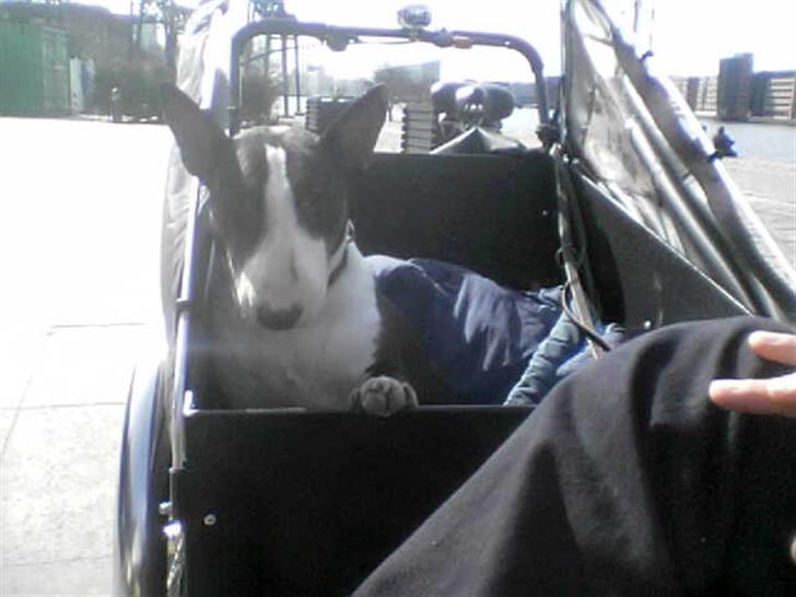 Bullterrier CIRKELINE - prinsesssens nye slæde billede 16