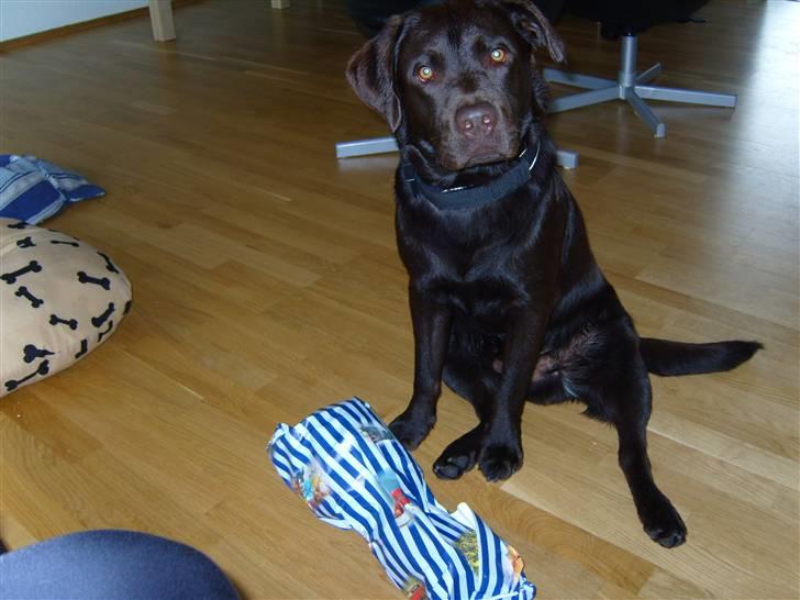 Labrador retriever Bailey - Bailey 1 år.. hurra!! billede 7