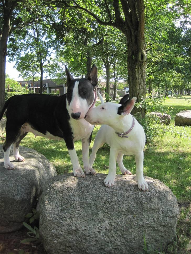 Bullterrier CIRKELINE - Mor og datter, sonja på 13uger billede 17