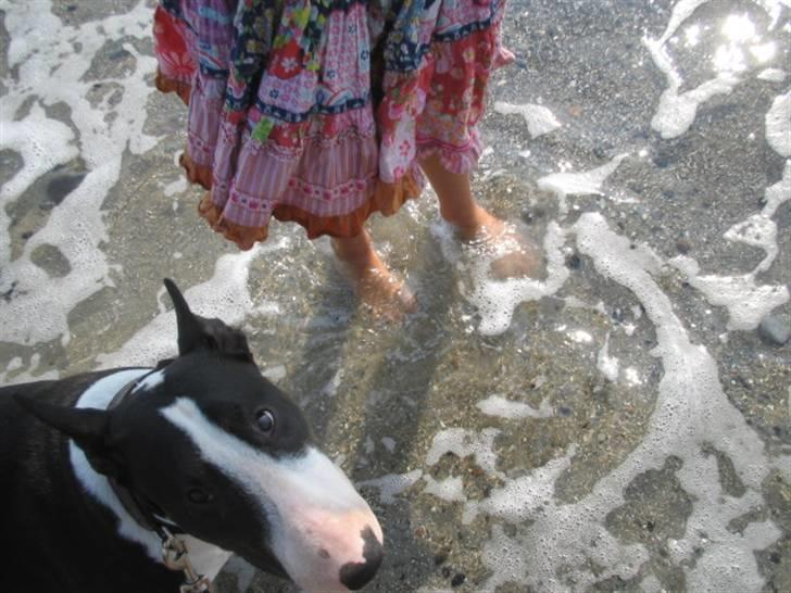 Bullterrier CIRKELINE - er ikke så pjattet med det vand billede 18
