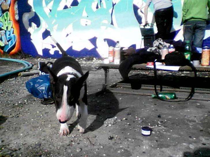 Bullterrier CIRKELINE - fedt at være med drengene ude og male billede 19