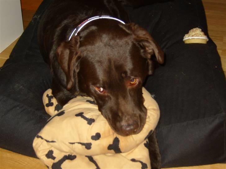 Labrador retriever Bailey billede 9