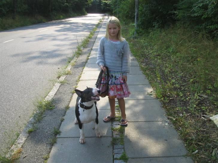 Bullterrier CIRKELINE - Miss ida og grisen billede 20