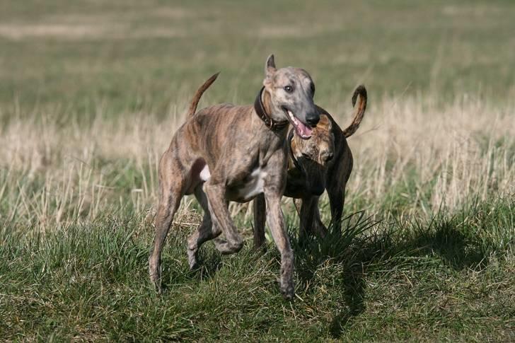 Whippet Lilo - Jeg har det skønt med min søster Luci billede 3