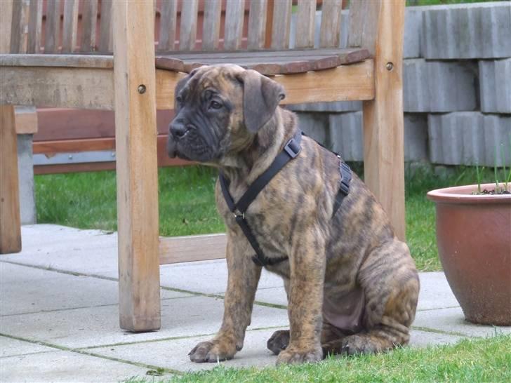 Boerboel BOELSPLAAS AGNES - 10 uger billede 20