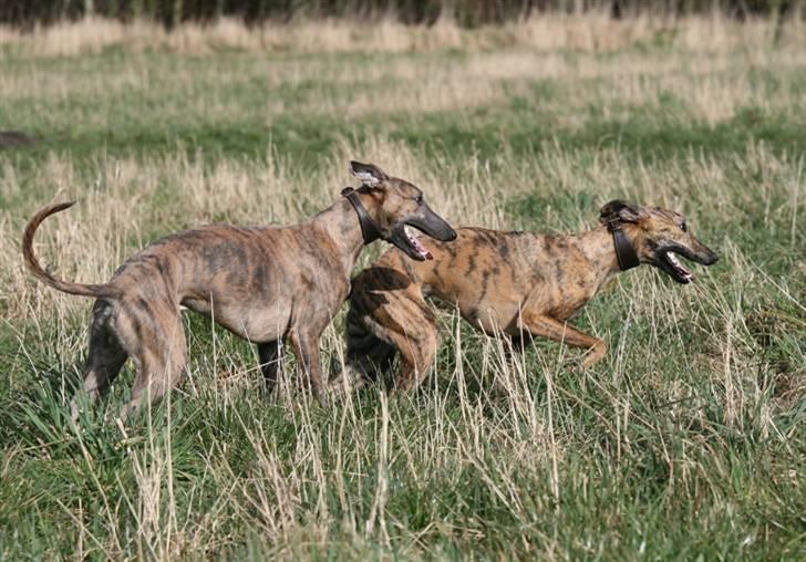 Whippet Lilo - Vi er altid sammen  billede 4