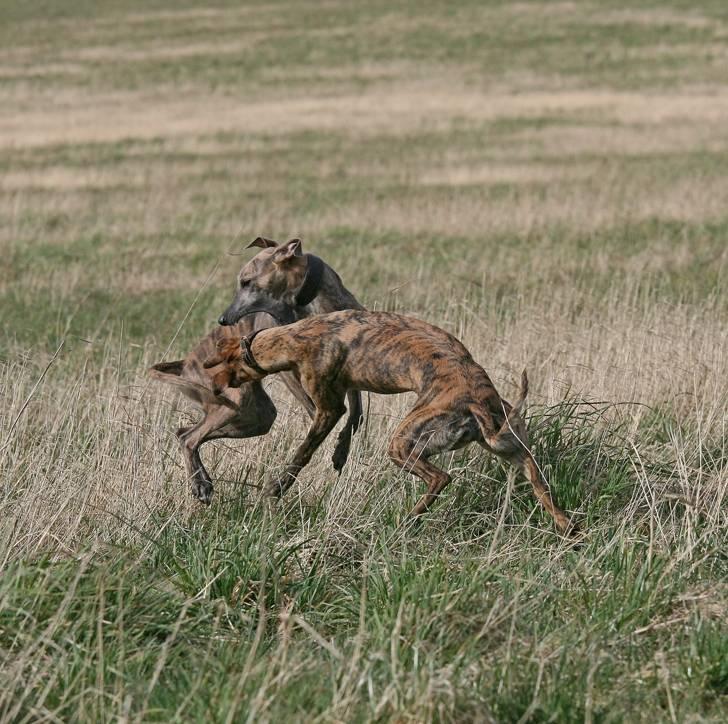 Whippet Lilo - Vi laver ofte spilopper.  billede 5