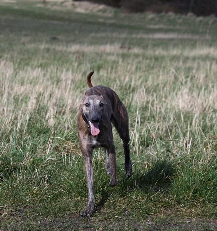 Whippet Lilo - Og så lige en enkelt løbetur mere før vi skal hjem billede 6